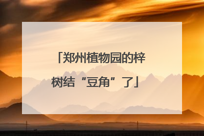 郑州植物园的梓树结“豆角”了