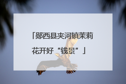 郧西县夹河镇茉莉花开好“钱景”