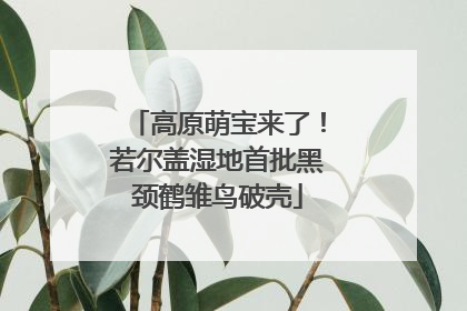 高原萌宝来了！若尔盖湿地首批黑颈鹤雏鸟破壳