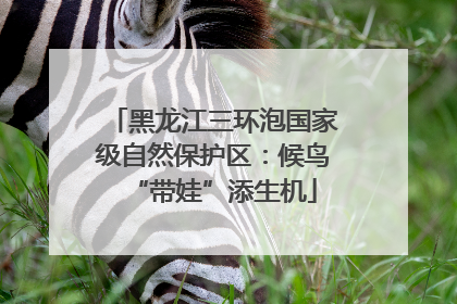 黑龙江三环泡国家级自然保护区：候鸟“带娃”添生机